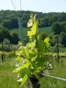 Austrieb im Frühling — Weinberge bei Groß-Umstadt